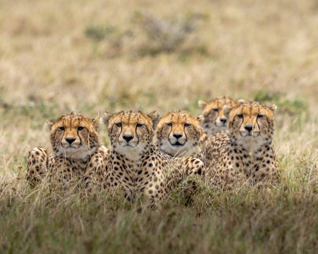 Amboseli