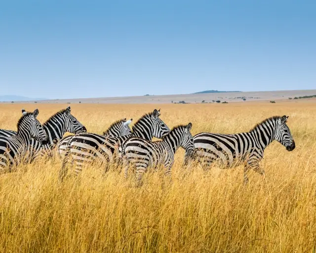 Amboseli Kilimandjaro